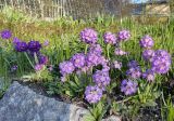 Primula denticulata