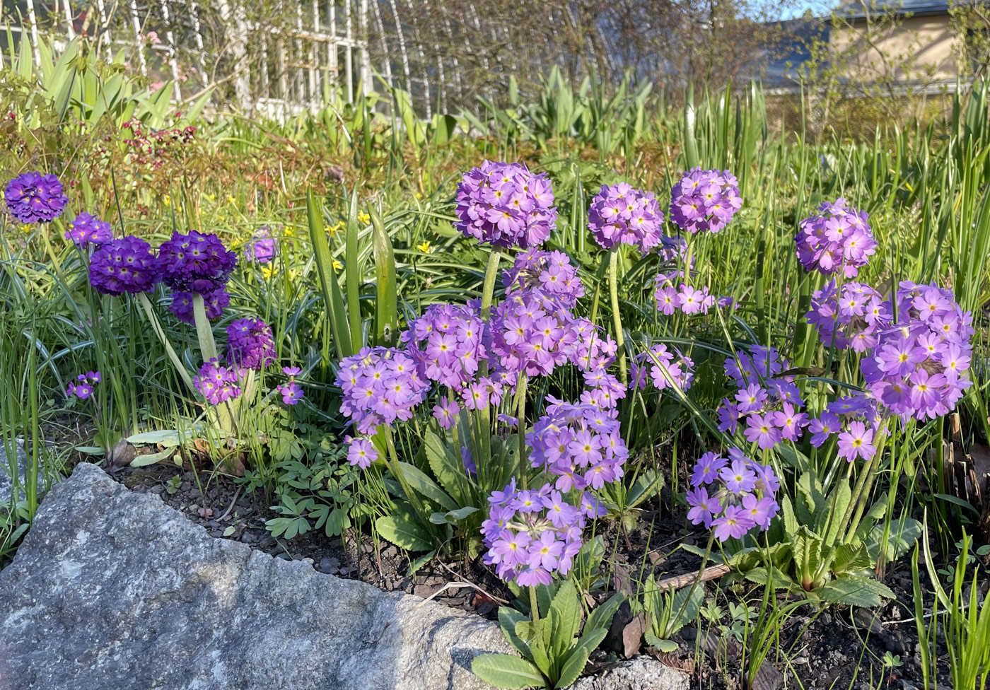 Изображение особи Primula denticulata.