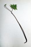 Image of taxon representative. Author is Виктор Кишиневский
