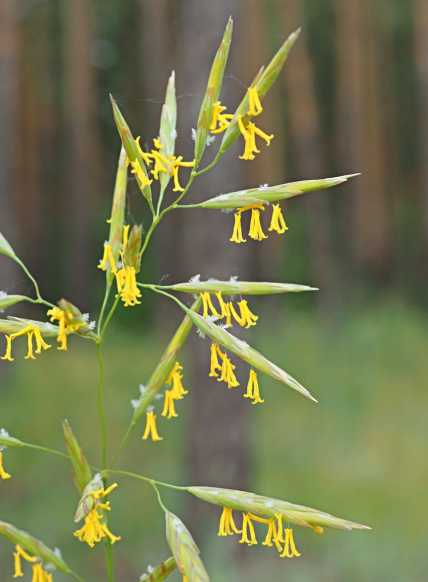 Изображение особи Bromopsis inermis.