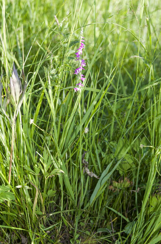 Image of Spiranthes australis specimen.