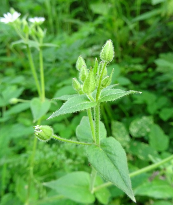 Image of Myosoton aquaticum specimen.