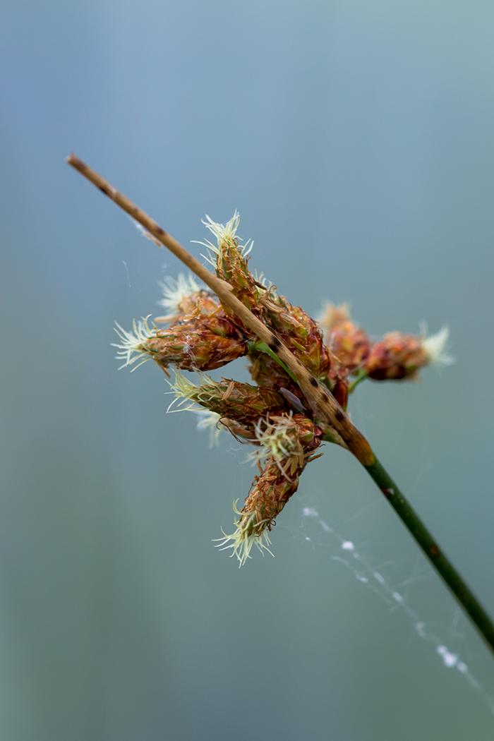 Image of genus Schoenoplectus specimen.