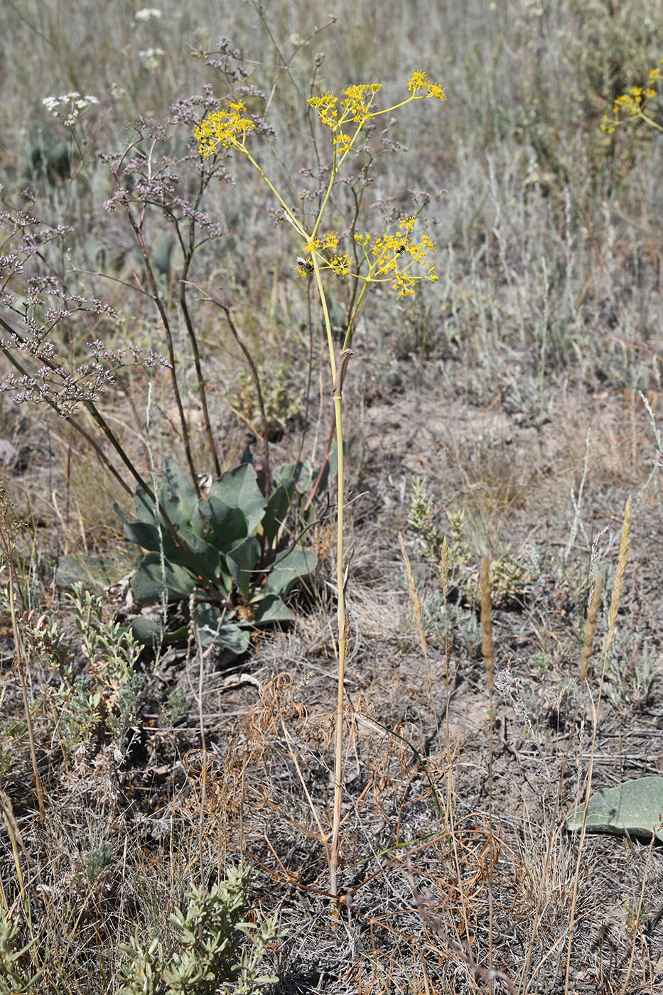 Изображение особи Ferula caspica.