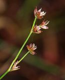 Juncus turczaninowii