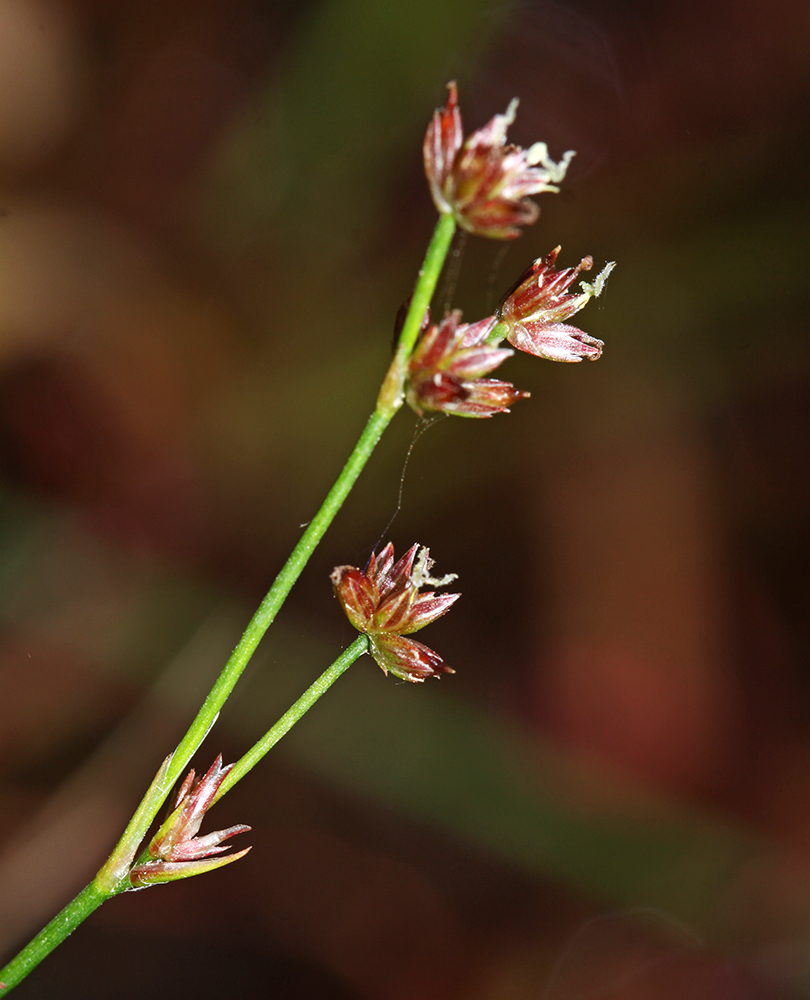 Image of Juncus turczaninowii specimen.