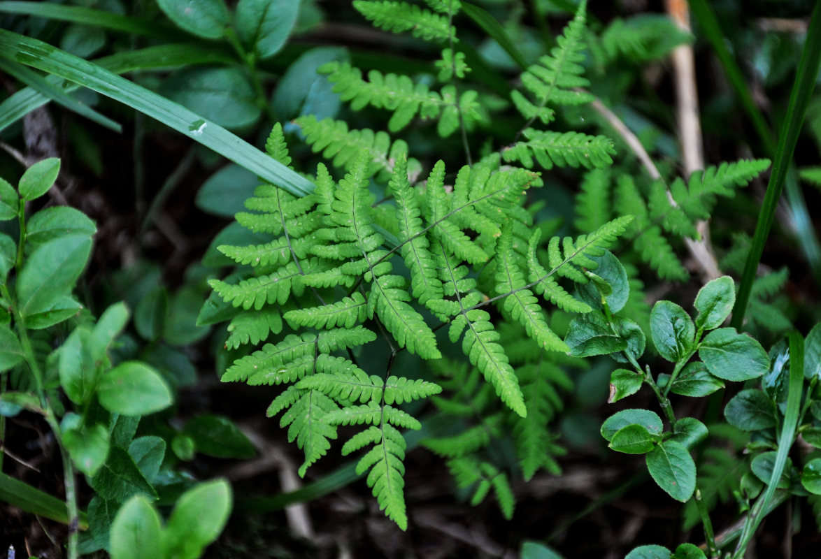 Image of Gymnocarpium dryopteris specimen.