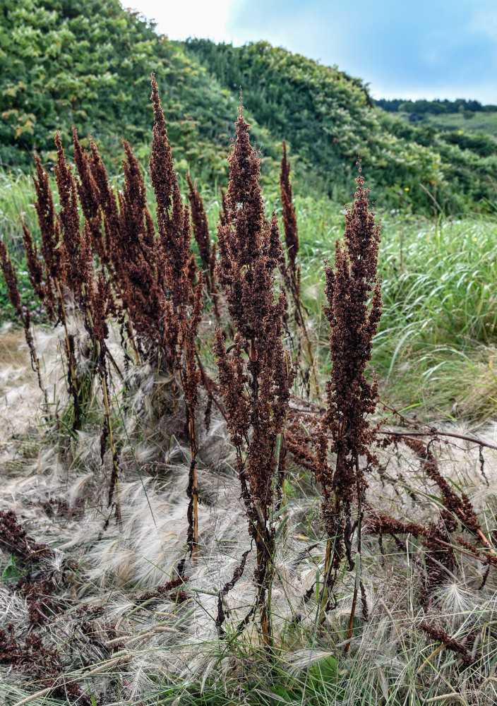 Изображение особи род Rumex.