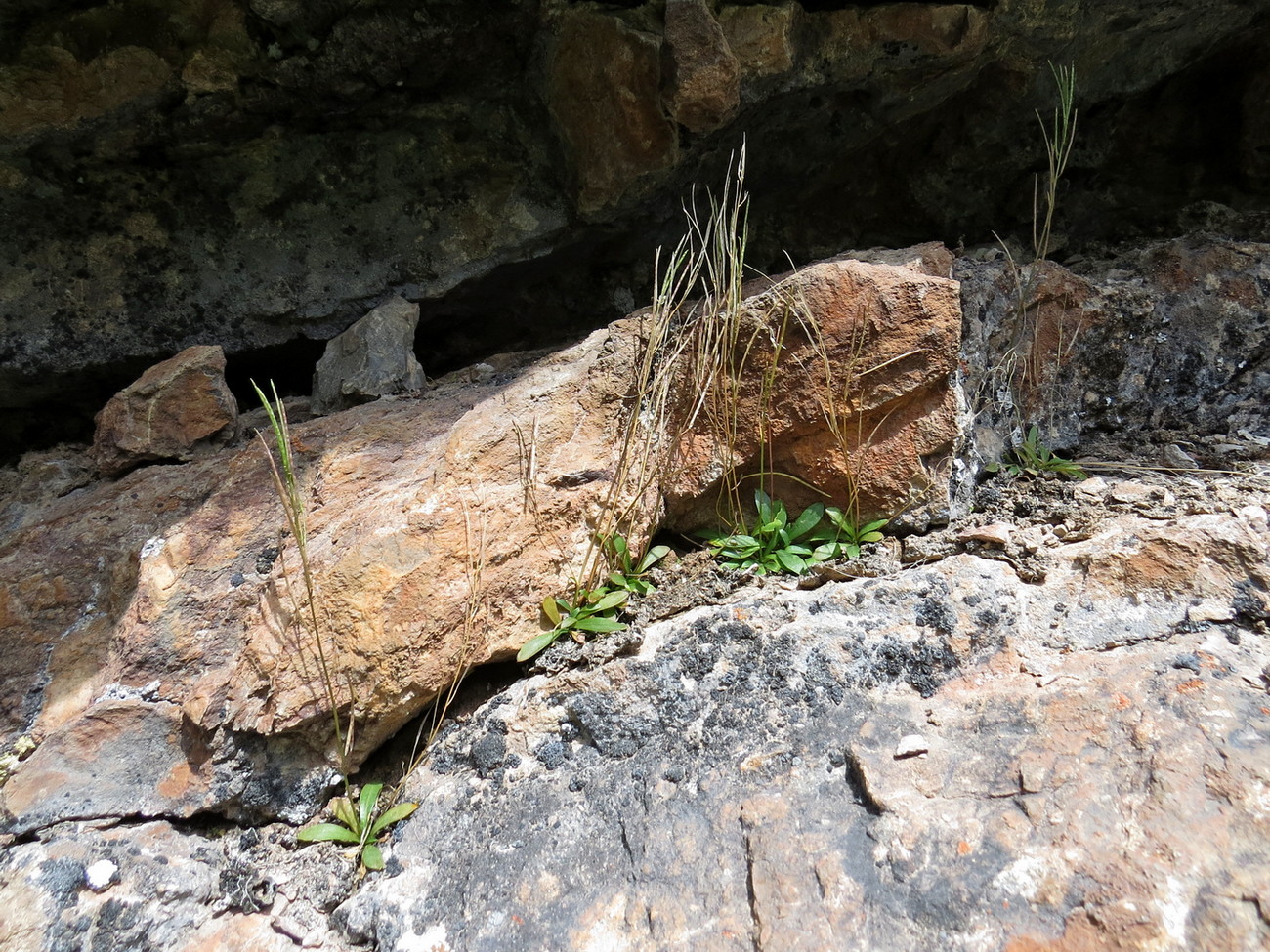 Image of Arabis kokanica specimen.