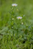 Erigeron annuus subspecies lilacinus. Цветущие растения. Ростов-на-Дону, Ботанический сад, остепнённый луг на залежи. 22.10.2022.