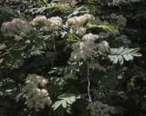 Sorbus sibirica. Соцветия и листья. Ярославская обл., г. Переславль-Залесский, дендрологический парк им. С. Ф. Харитонова, в культуре. 12.06.2022.