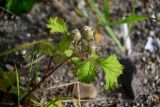 Rubus parvifolius. Верхушка побега с завязавшимися плодами. Курильские о-ва, о-в Кунашир, бухта Головнина, песчаный пляж. 18.08.2022.