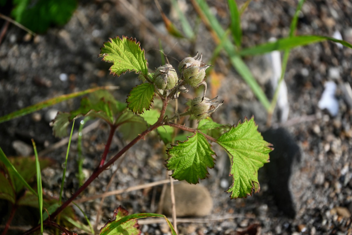 Image of Rubus parvifolius specimen.