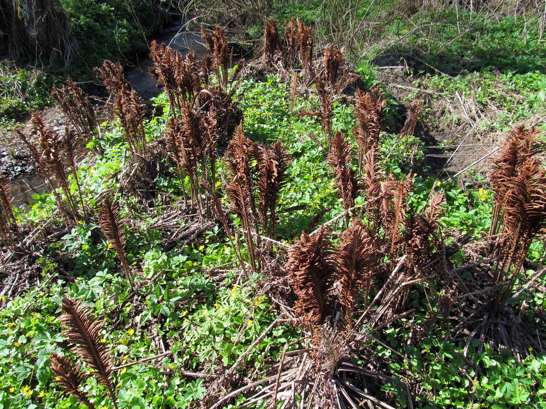 Image of Matteuccia struthiopteris specimen.