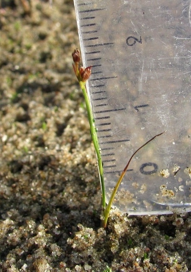 Image of Juncus articulatus specimen.