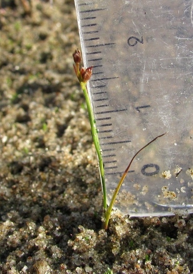 Изображение особи Juncus articulatus.