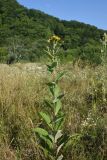 Inula helenium. Цветущее растение. Республика Адыгея, окраина пос. Каменномостский, ур. Холодное, луг. 31 июля 2022 г.