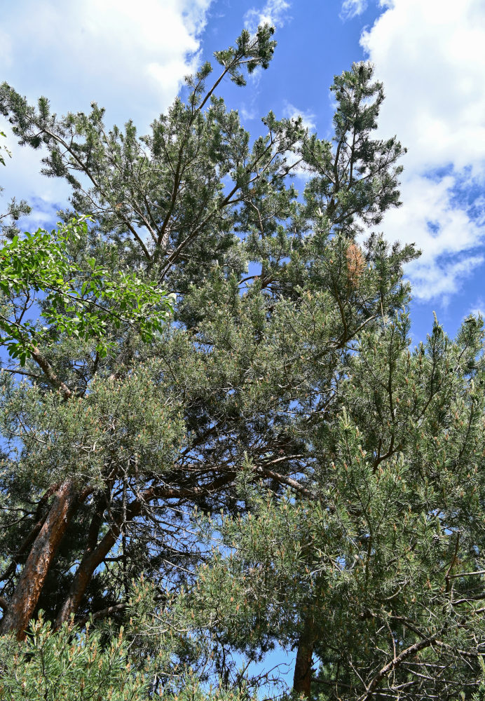 Image of Pinus sylvestris ssp. hamata specimen.