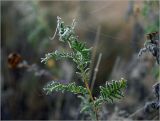 Tanacetum vulgare. Листья на верхушке побега с инеем и остатками паутины. Московская обл., Раменский р-н, окр. ж.-д. платформы Хрипань, просека под ЛЭП. 21.09.2014.