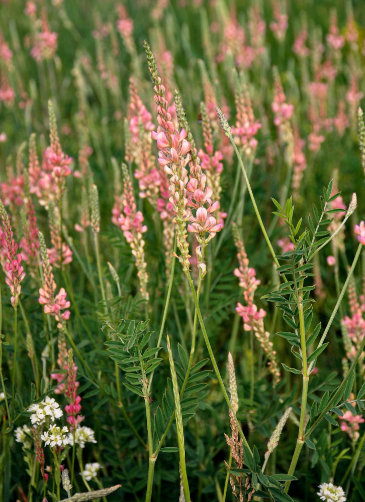 Изображение особи Onobrychis sibirica.