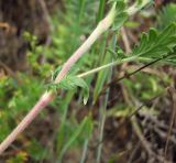 Potentilla pensylvanica. Часть побега.Магаданская обл., окр. г. Магадан, ост. Аммональная, долина р. Балахапчан, антропогенный склон с заносными растениями. 10.08.2018.