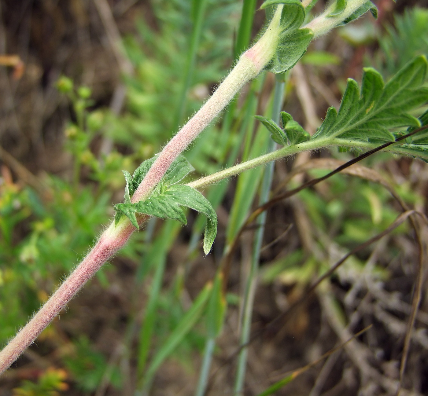 Изображение особи Potentilla pensylvanica.