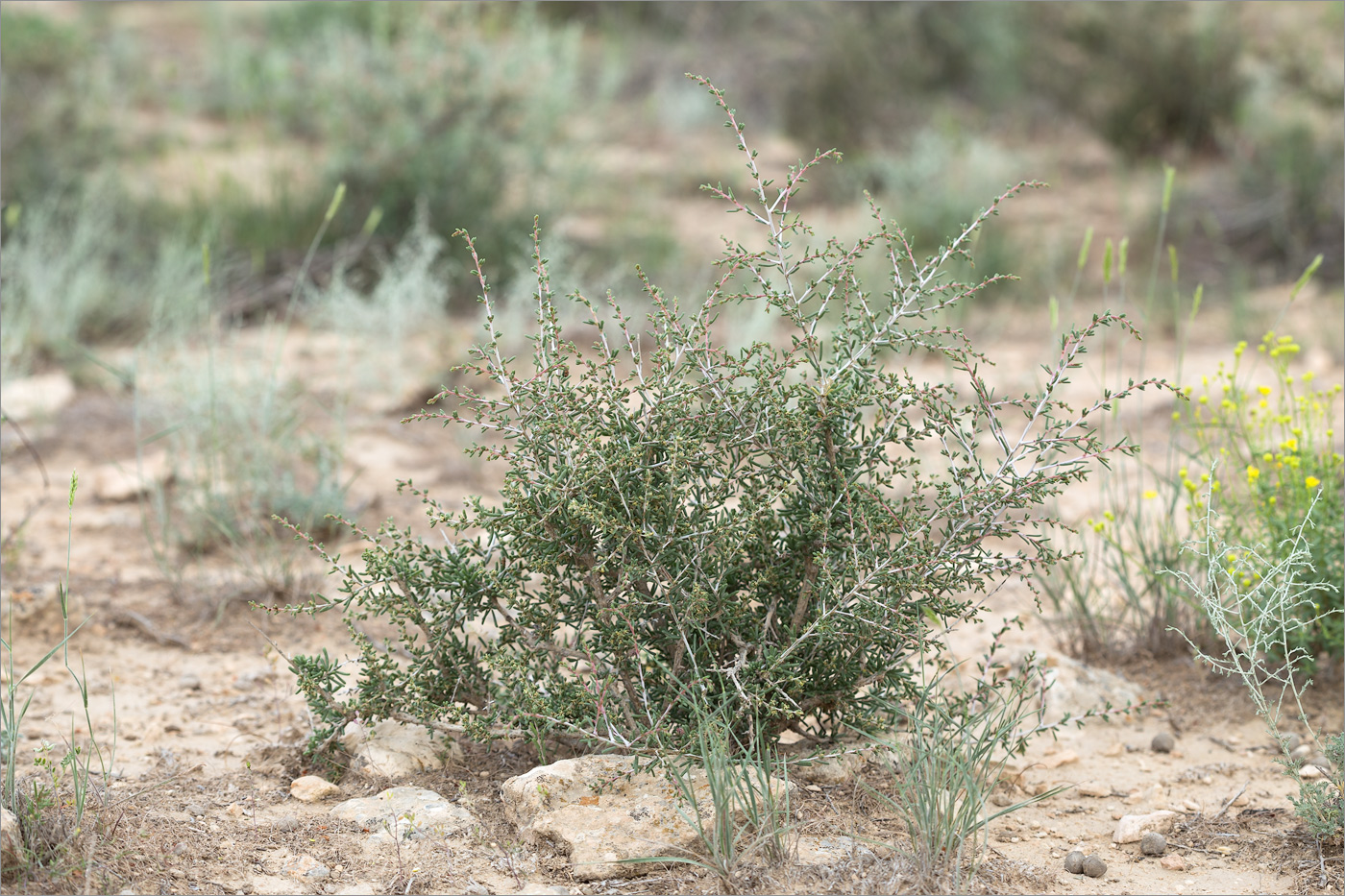 Image of genus Salsola specimen.