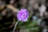 Allium schoenoprasoides