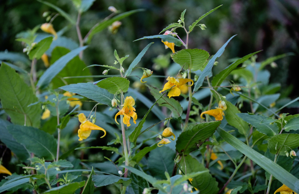 Изображение особи Impatiens noli-tangere.