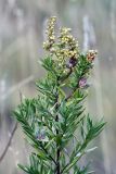 Artemisia dracunculus