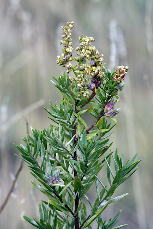 Изображение особи Artemisia dracunculus.