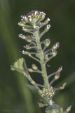 Lepidium campestre