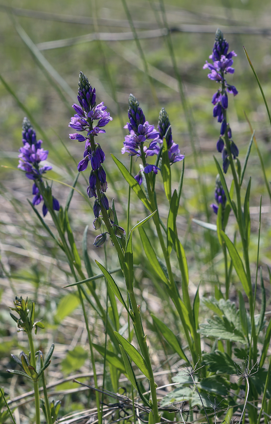 Image of Polygala comosa specimen.