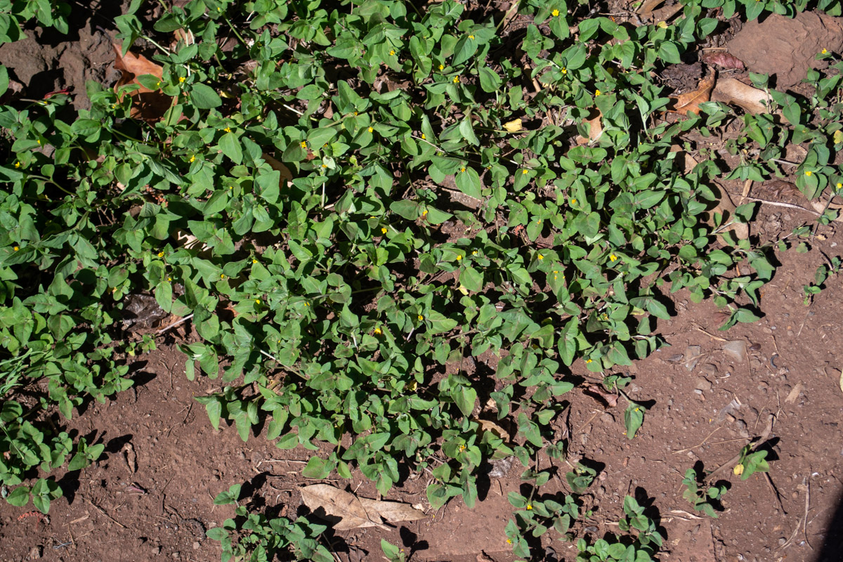 Image of Calyptocarpus vialis specimen.