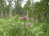 Lilium pilosiusculum