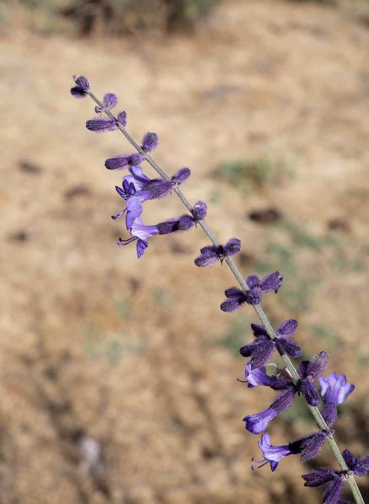 Изображение особи Perovskia scrophulariifolia.