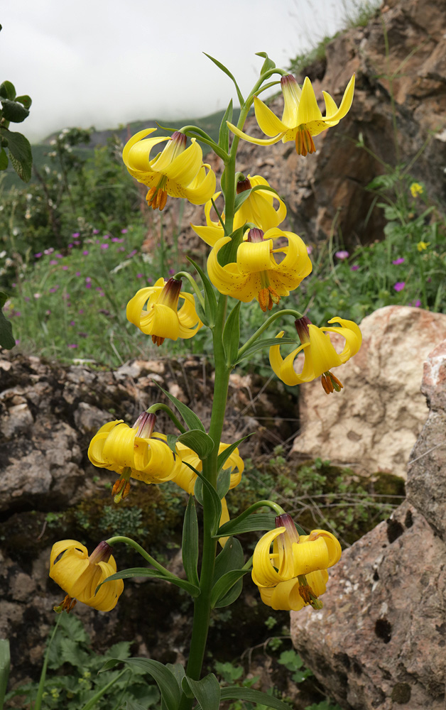 Изображение особи Lilium monadelphum.