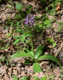 Orchis purpurea подвид caucasica. Цветущее растение. Дагестан, Магарамкентский р-н, Самурский лес, опушка широколиственного леса. 05.05.2022.