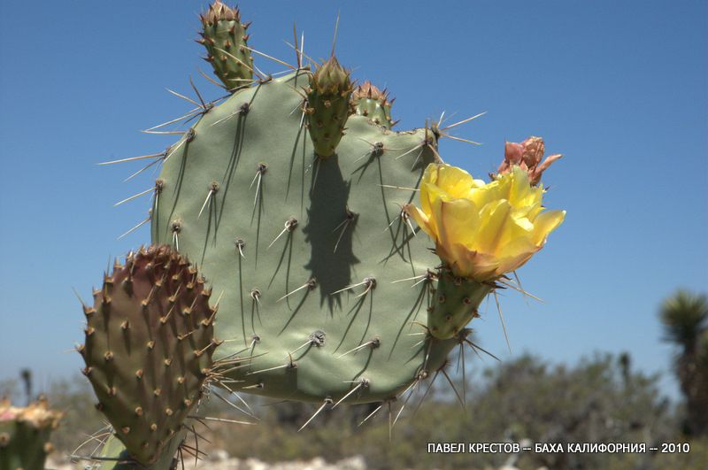 Изображение особи Opuntia engelmannii.