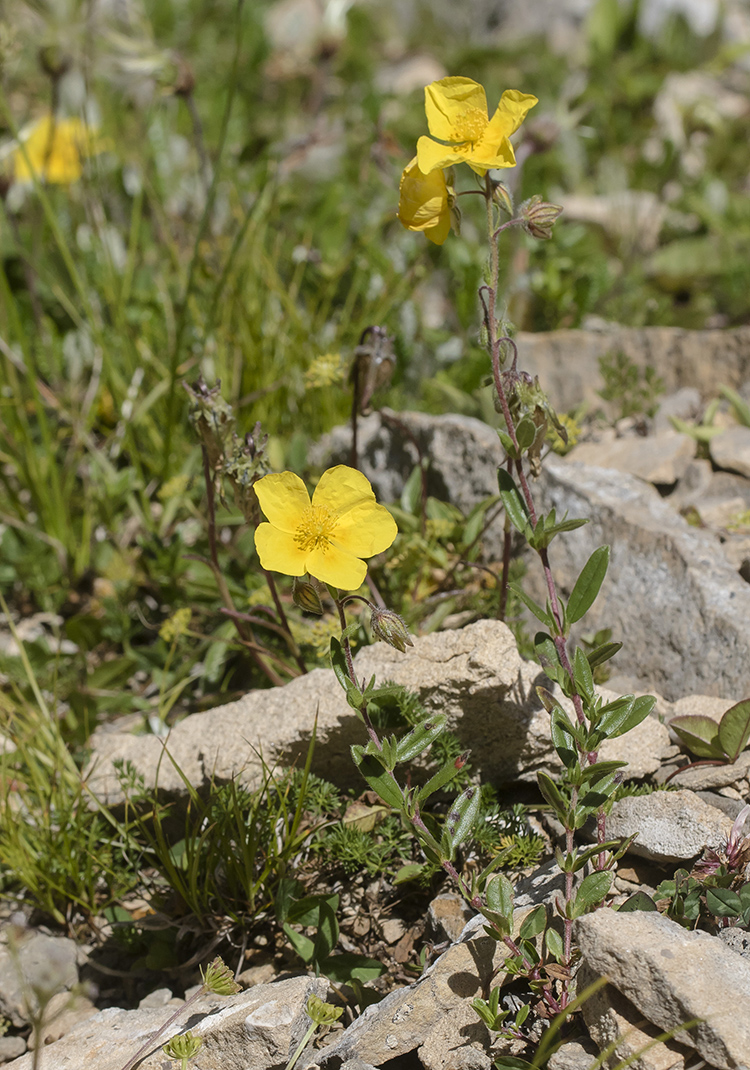 Image of Helianthemum ovatum specimen.