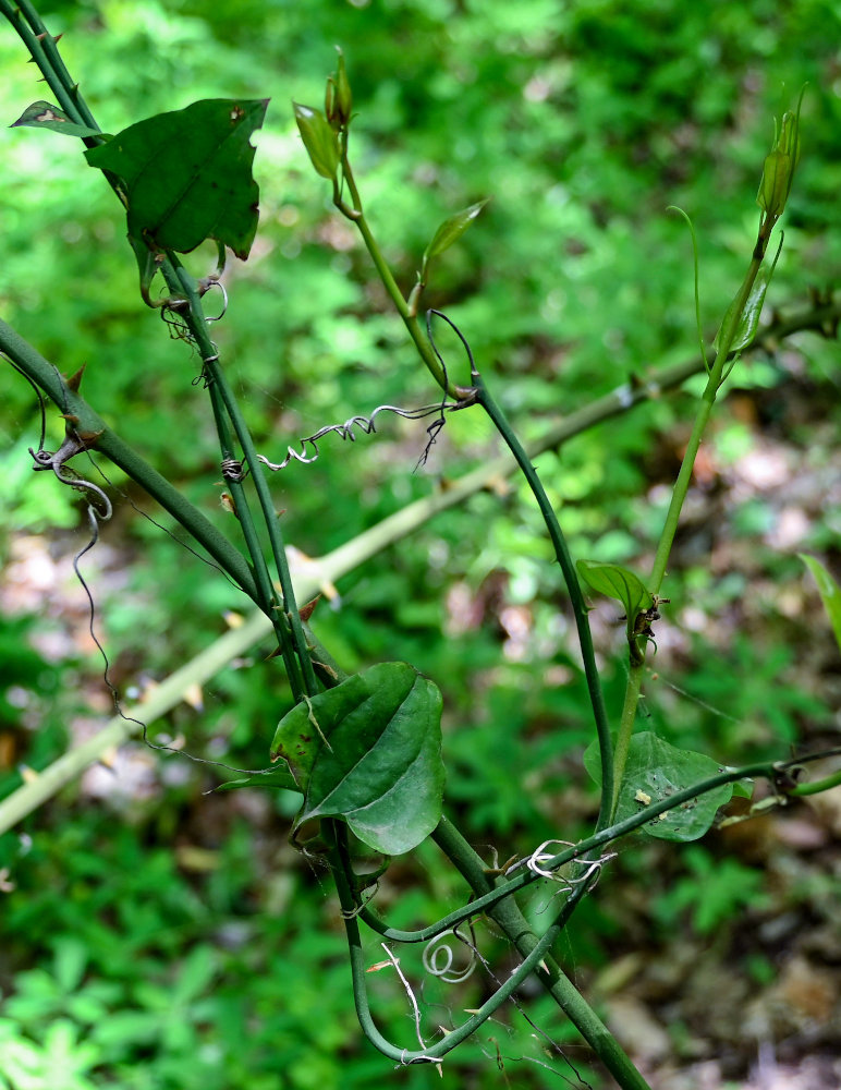 Image of Smilax excelsa specimen.