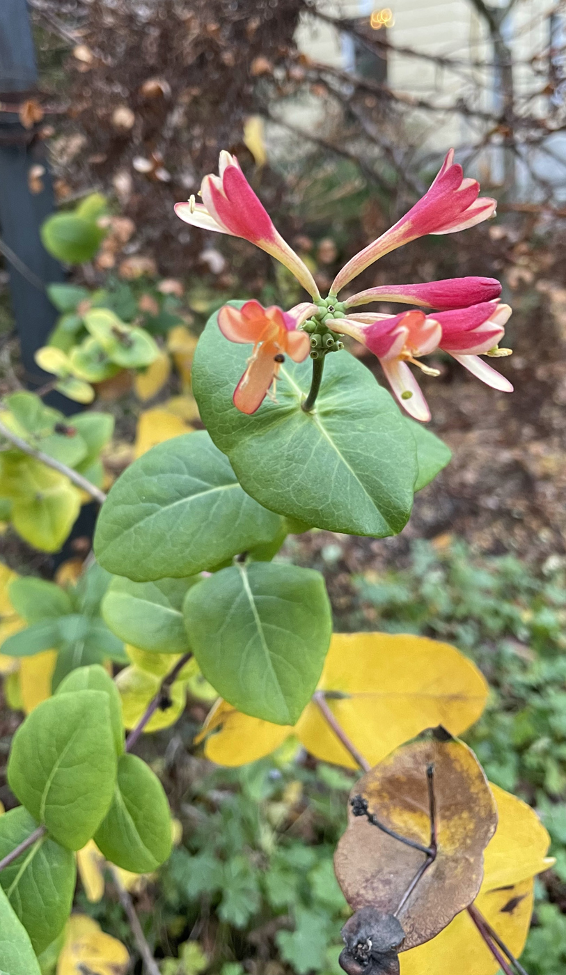 Image of genus Lonicera specimen.