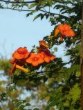 Campsis radicans