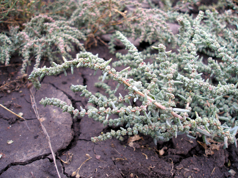 Image of Suaeda prostrata specimen.