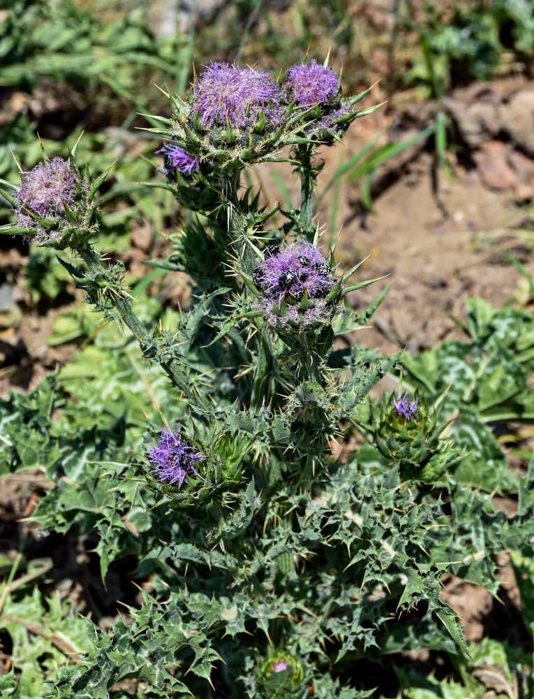 Image of Silybum marianum specimen.