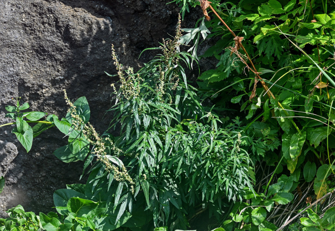 Изображение особи Artemisia opulenta.