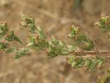 Artemisia marschalliana