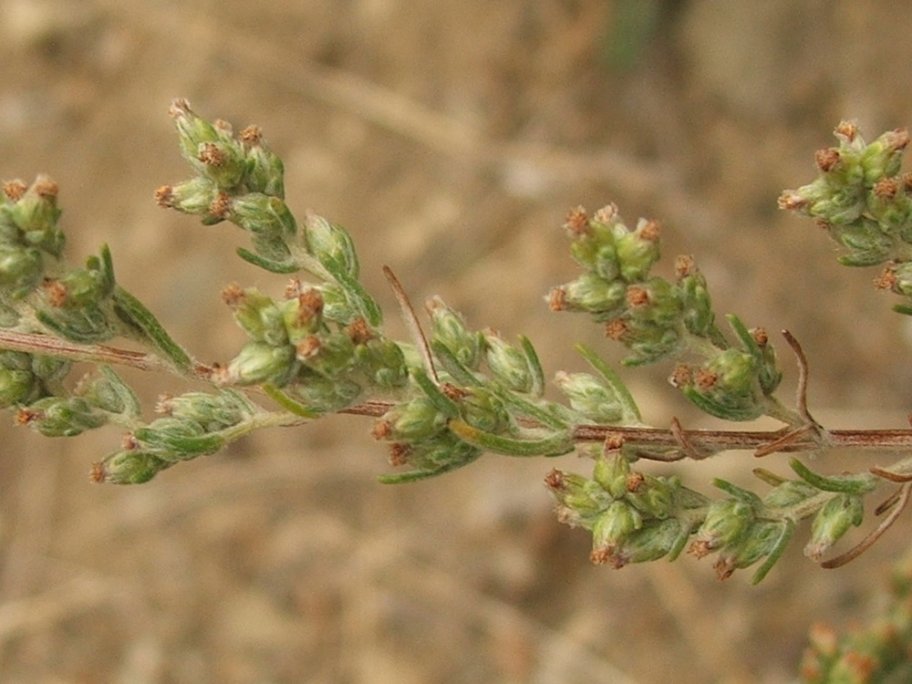 Изображение особи Artemisia marschalliana.