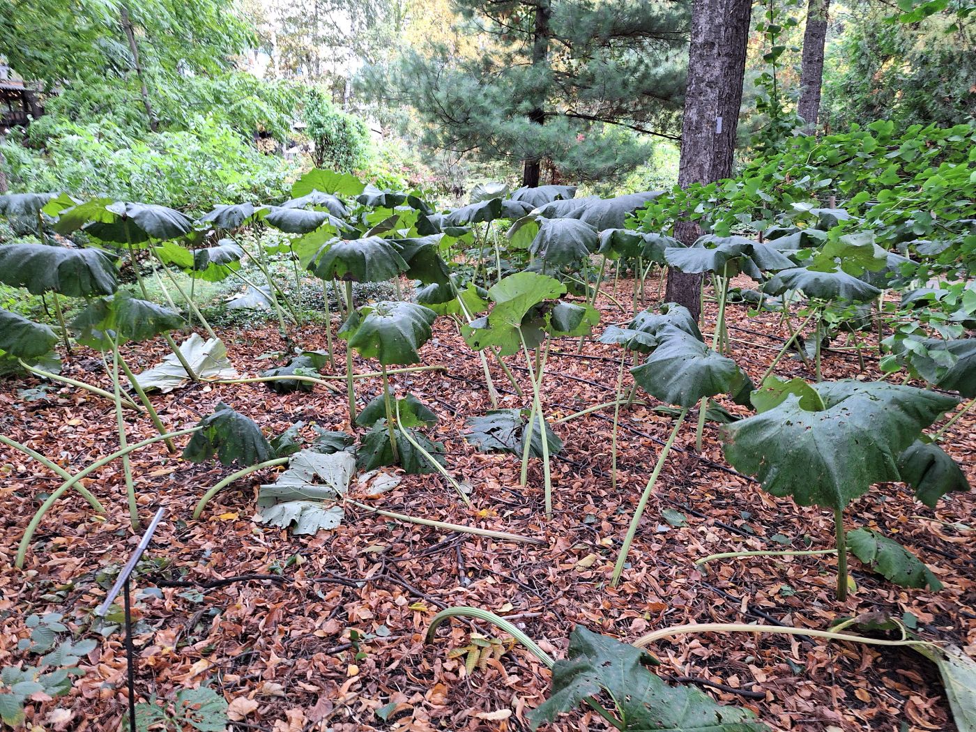 Изображение особи Petasites japonicus.