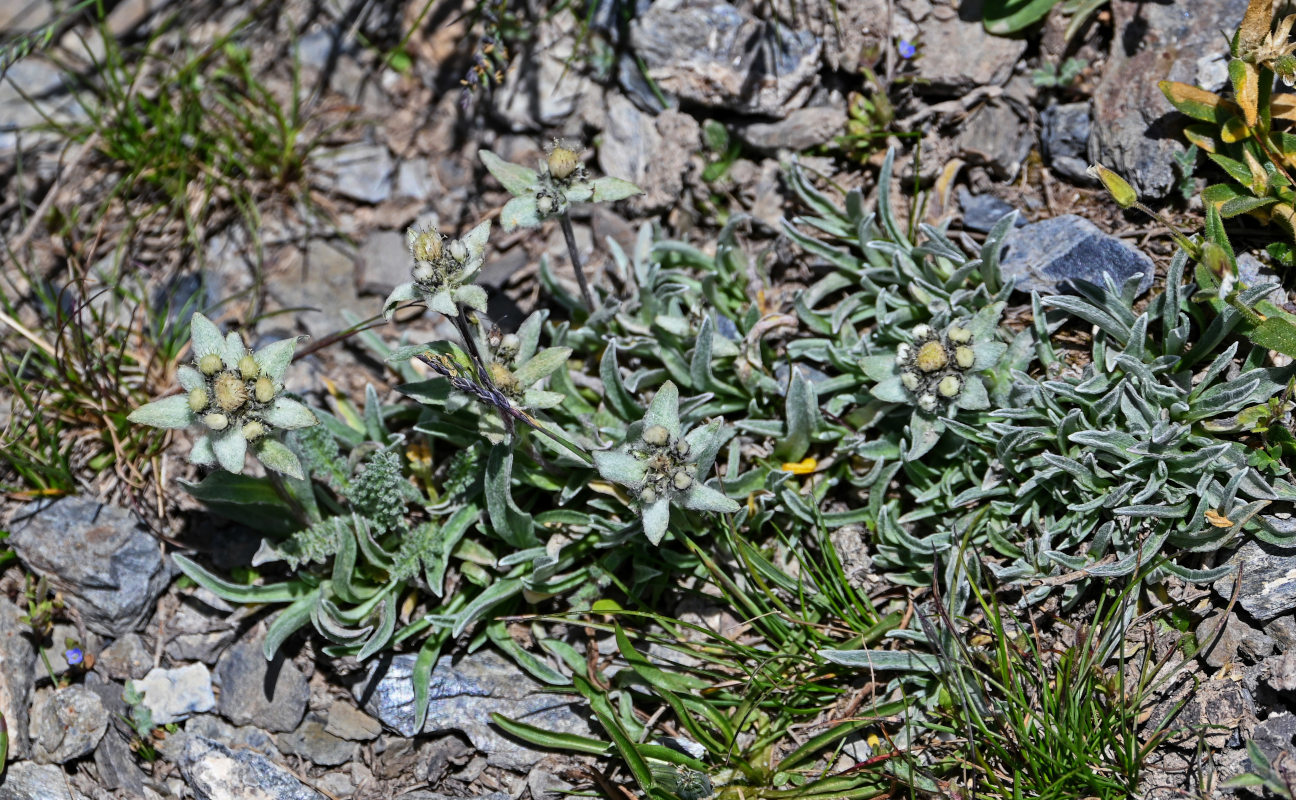 Image of genus Leontopodium specimen.